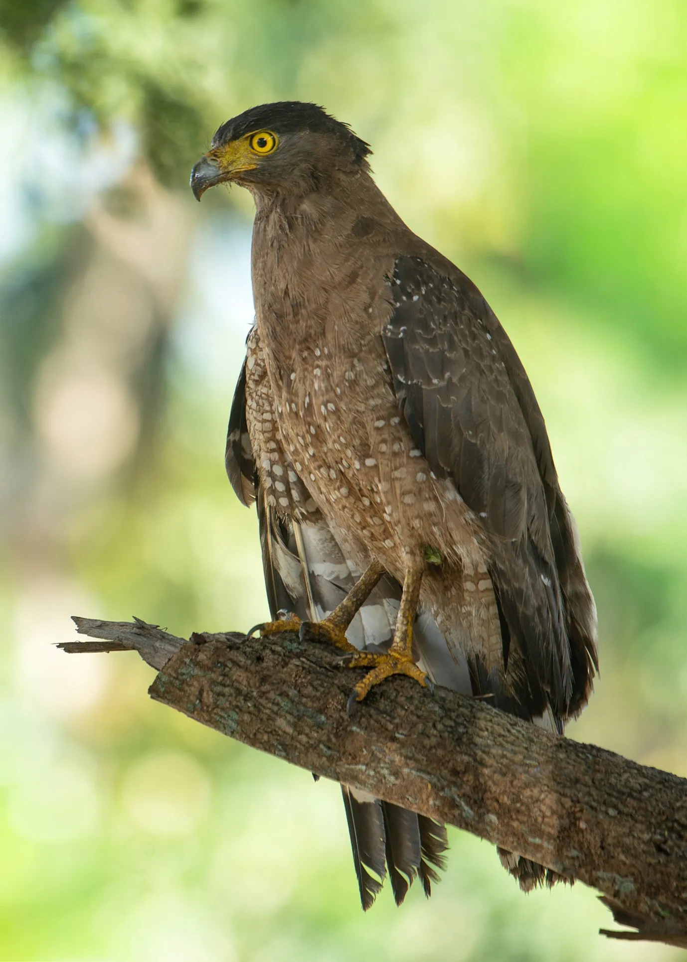Crested serpent eagle
